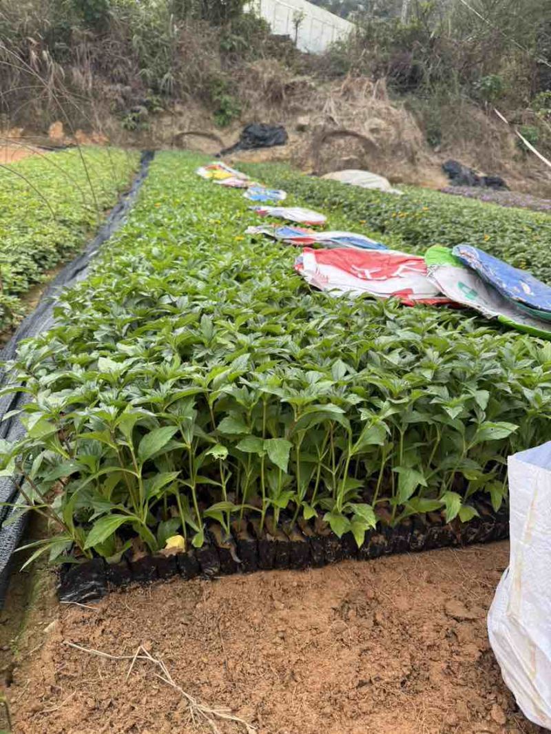 蟛蜞菊，大量低价出售