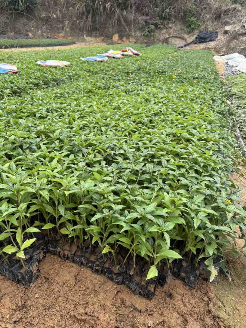 蟛蜞菊，大量低价出售