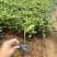 蟛蜞菊，大量低价出售