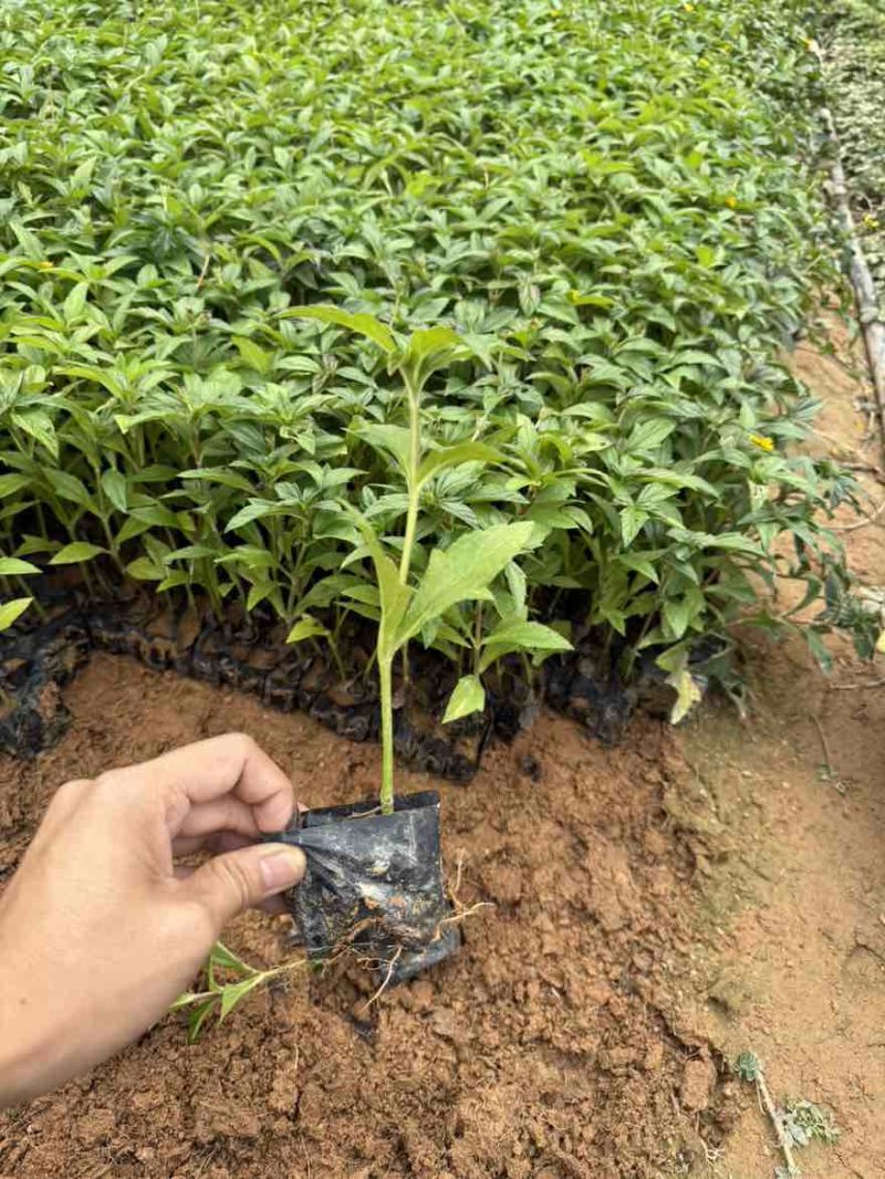 蟛蜞菊，大量低价出售