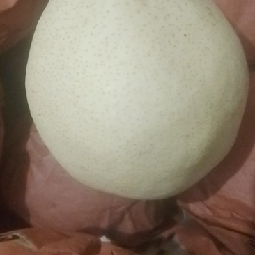 陕西合阳酥梨