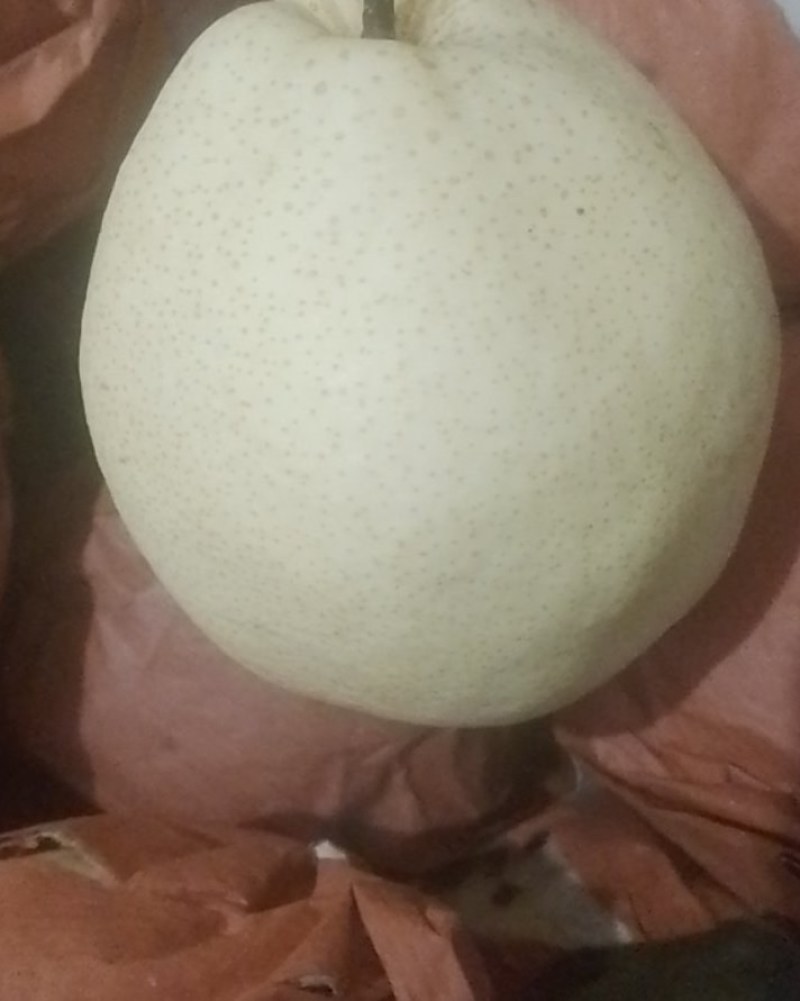 陕西合阳酥梨