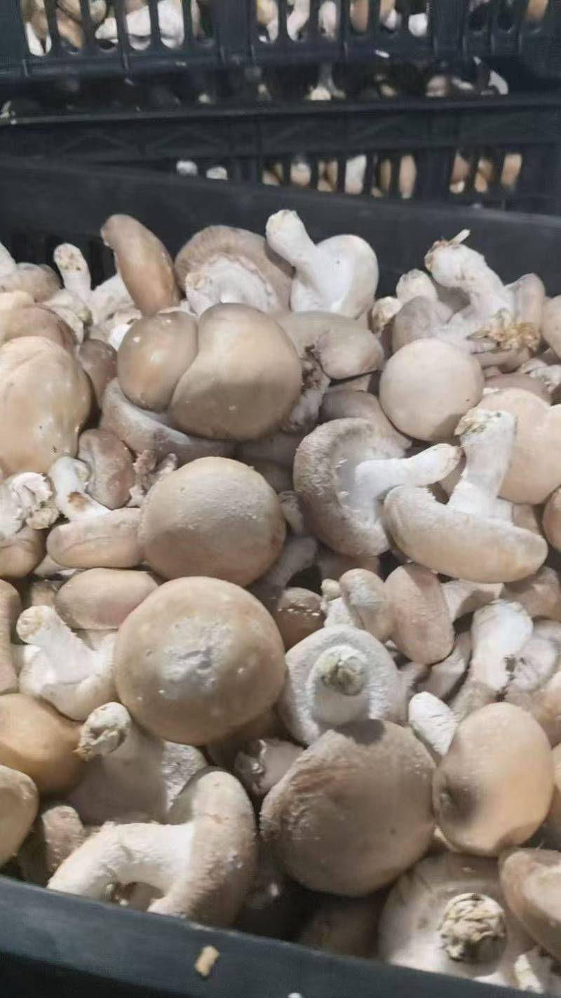 香菇新鲜.........刚上市