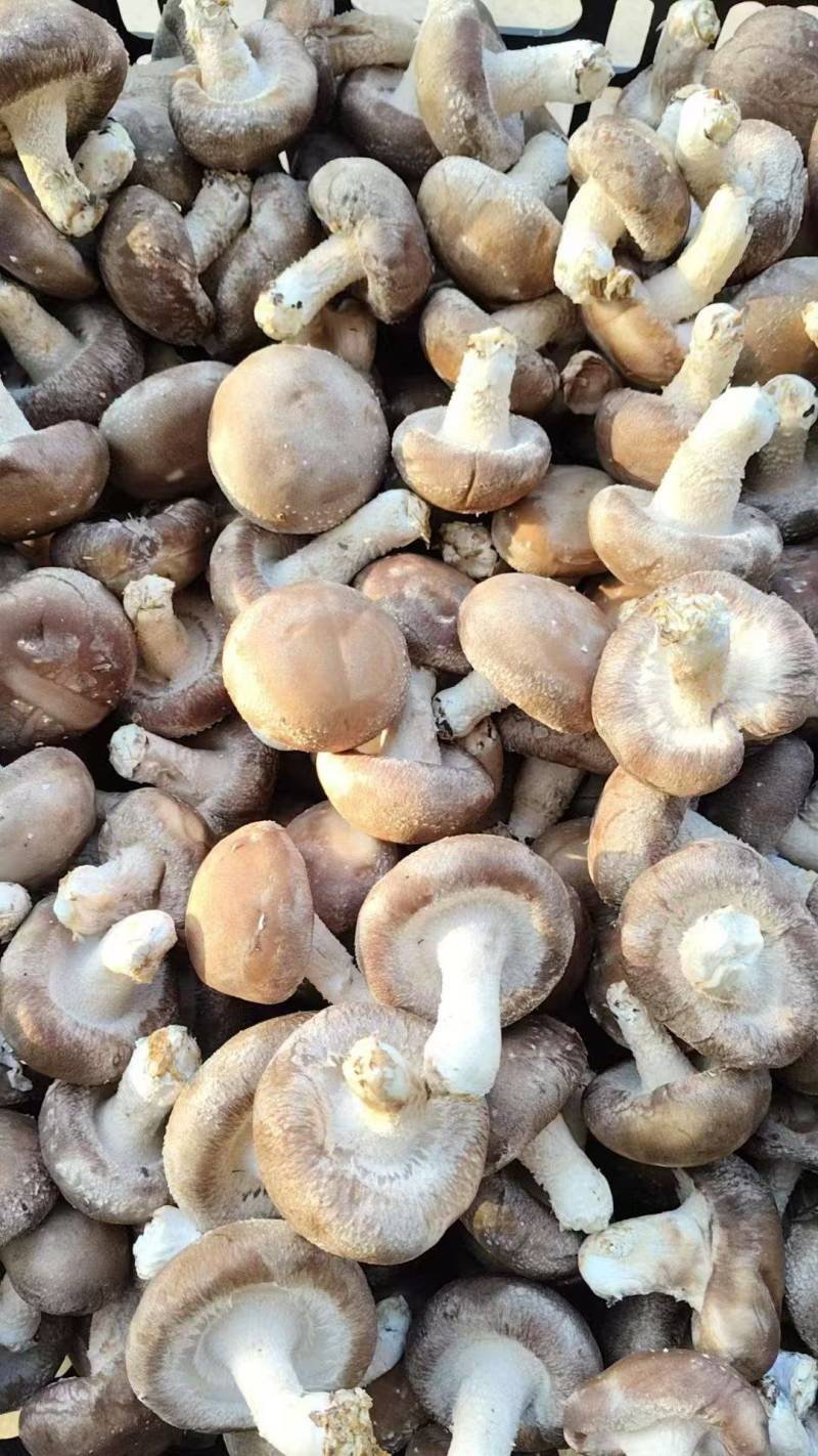 香菇新鲜.........刚上市