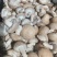 香菇新鲜.........刚上市