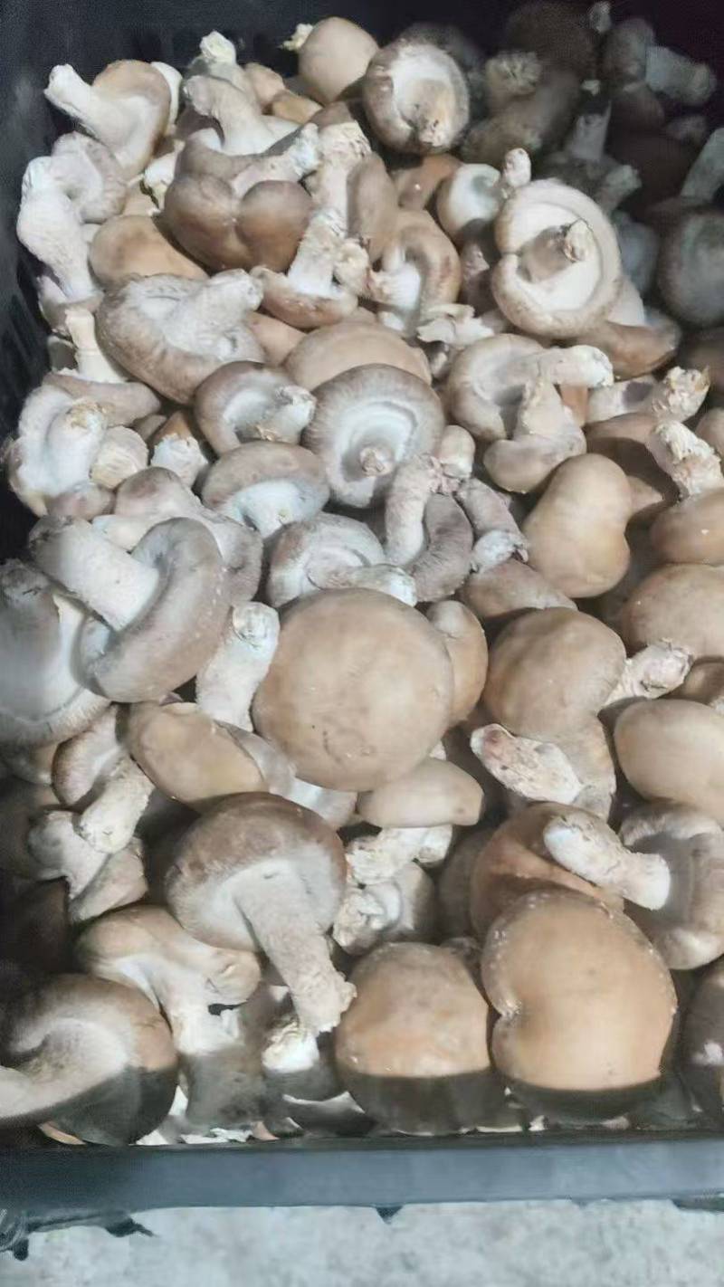 香菇新鲜.........刚上市