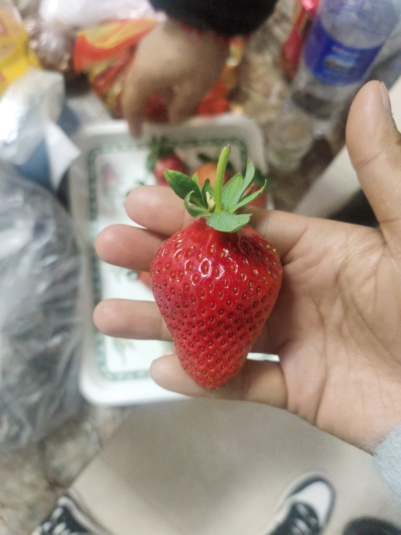 云南高原草莓