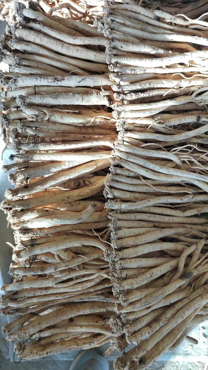 甘肃白条党参