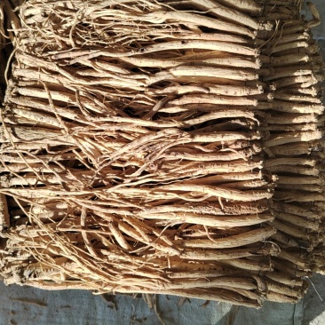 甘肃白条党参