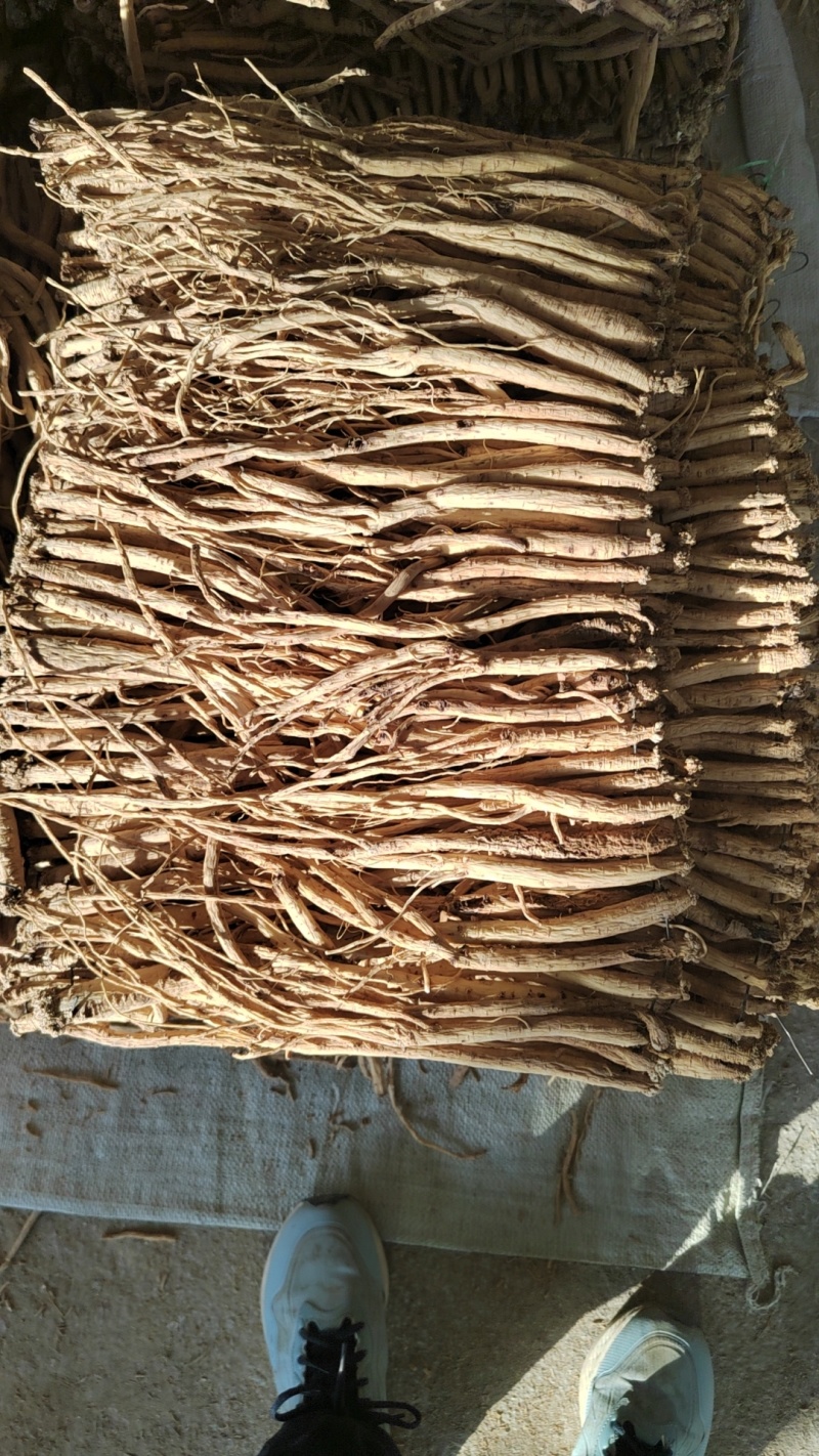 甘肃白条党参