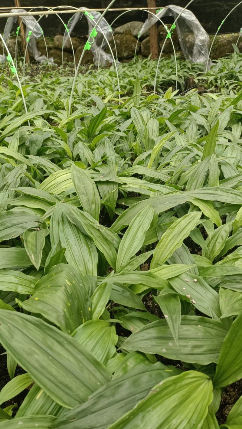 毛慈菇种苗幼苗紫花中大苗
