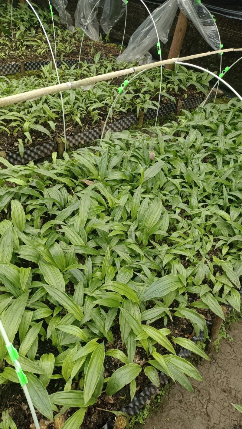 毛慈菇种苗幼苗紫花中大苗