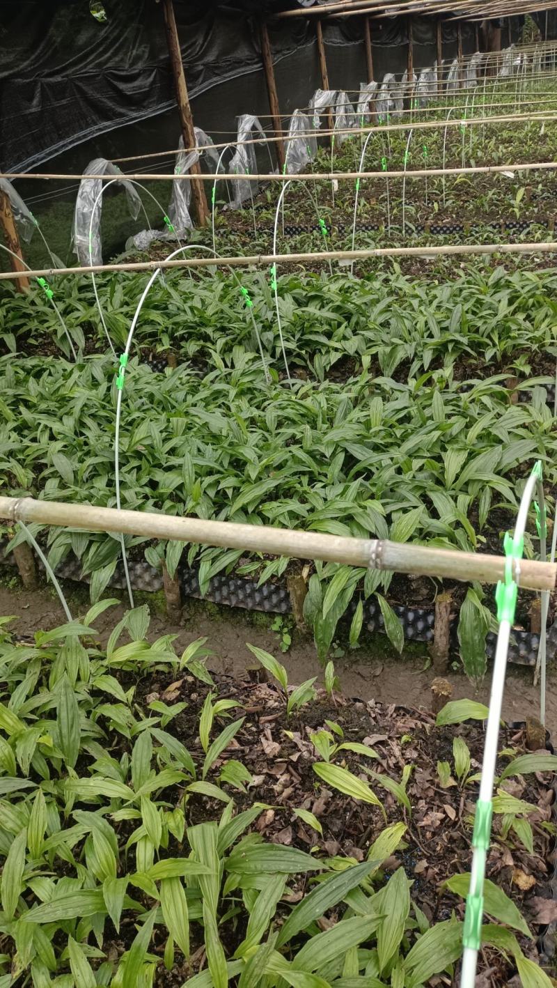毛慈菇种苗幼苗紫花中大苗