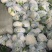 青梗白面菜花