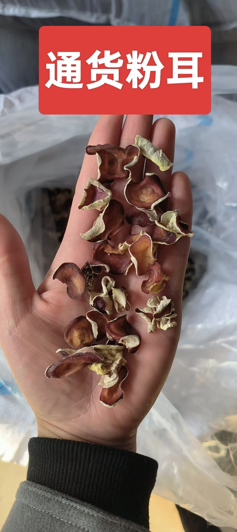 通货粉木耳，质量好一手货源，信誉满满，合作社，绝对的源头