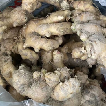 一年只有一次的正宗广宁江屯山姜冬姜出售，接受批发零售。