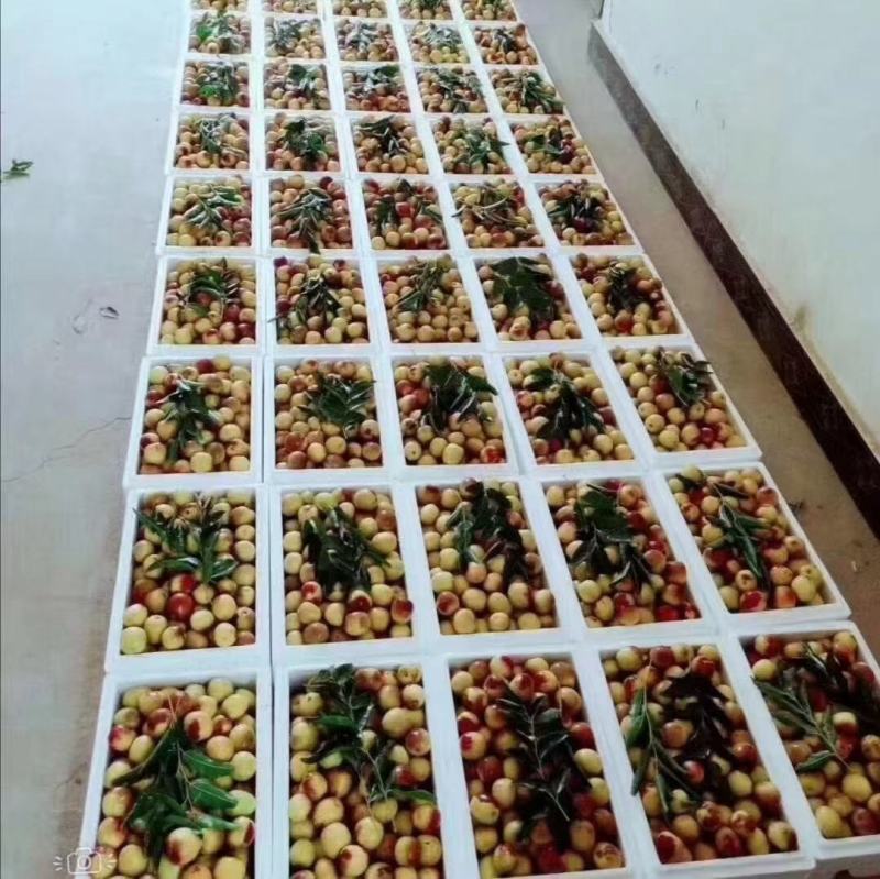 黄骅冬枣