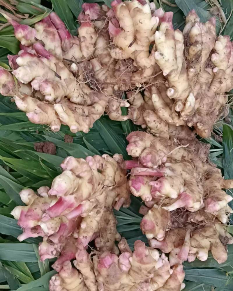 卖蔬菜