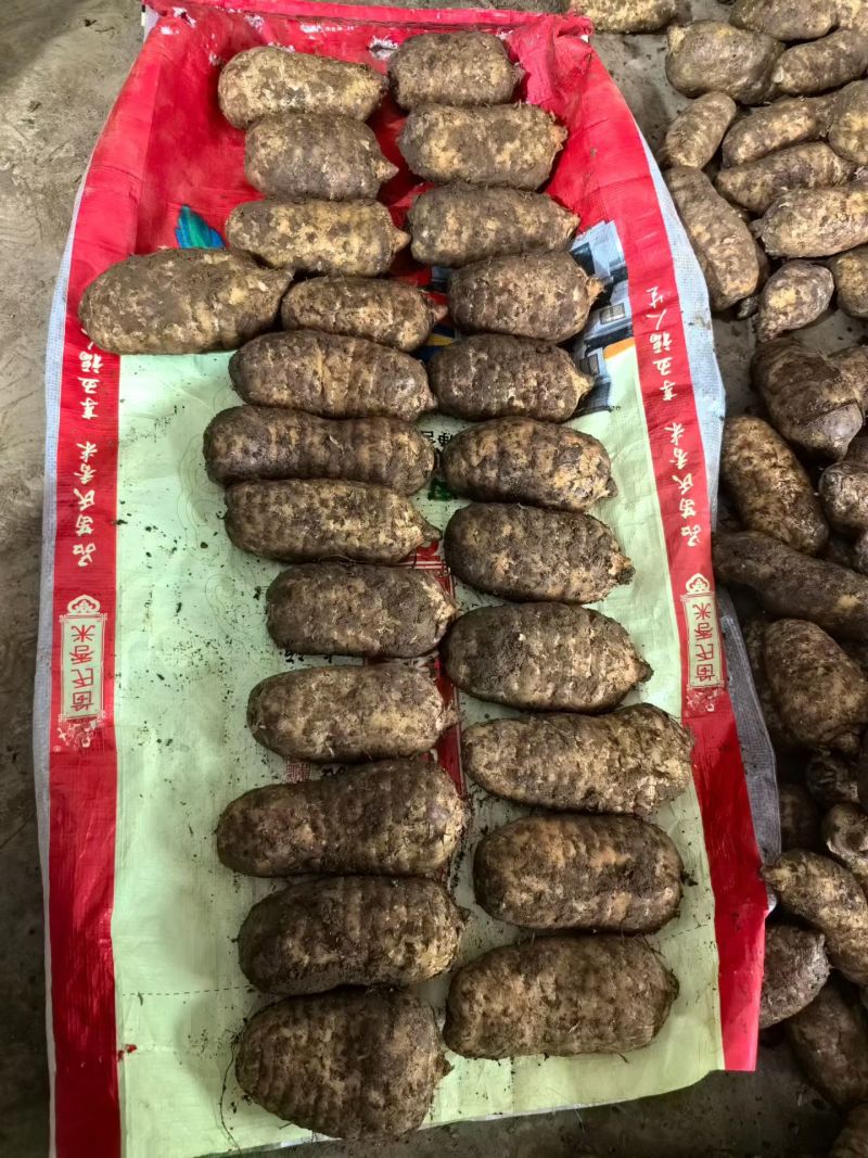 贵州乌天嘛