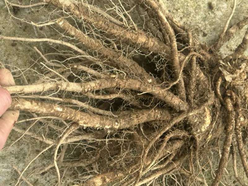 当归之选品质**货源稳定营养丰富自产自销更放心