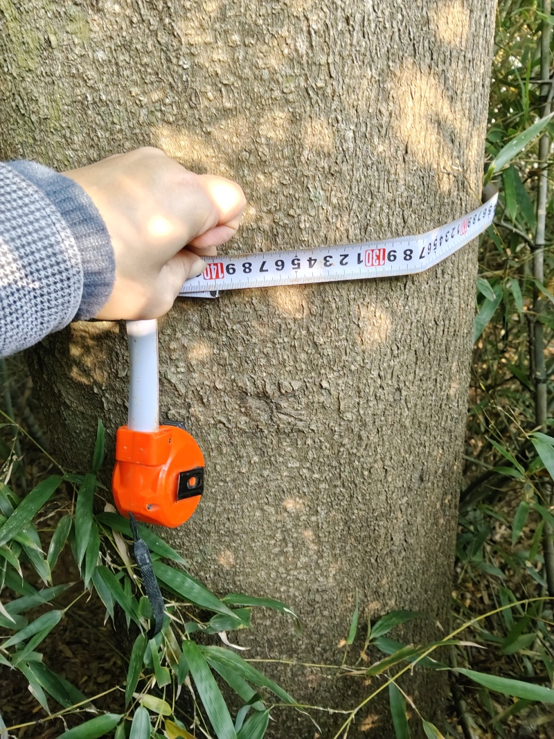 皂角树