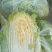 玲珑黄心白菜