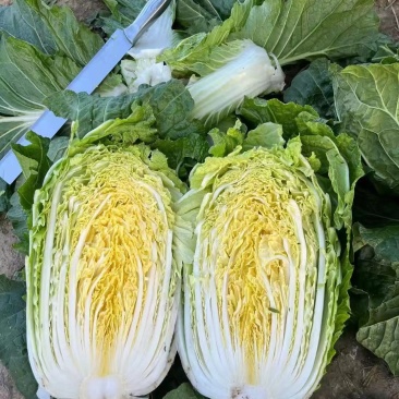 玲珑黄心白菜