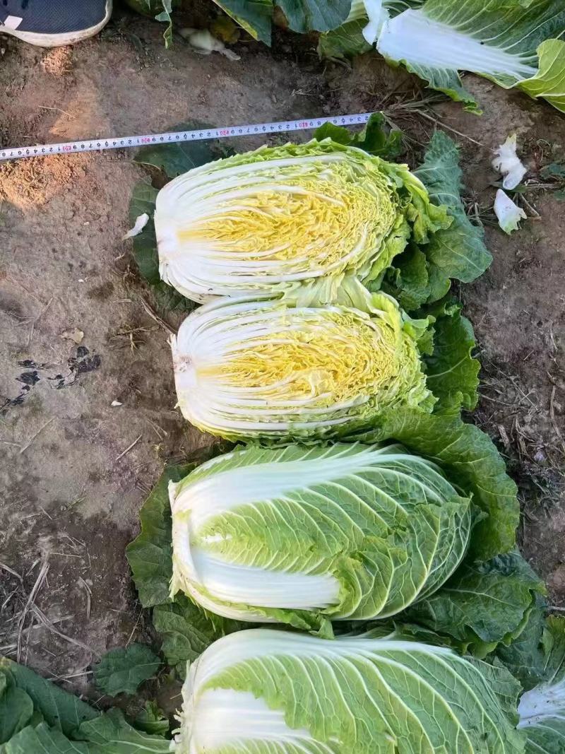 玲珑黄心白菜