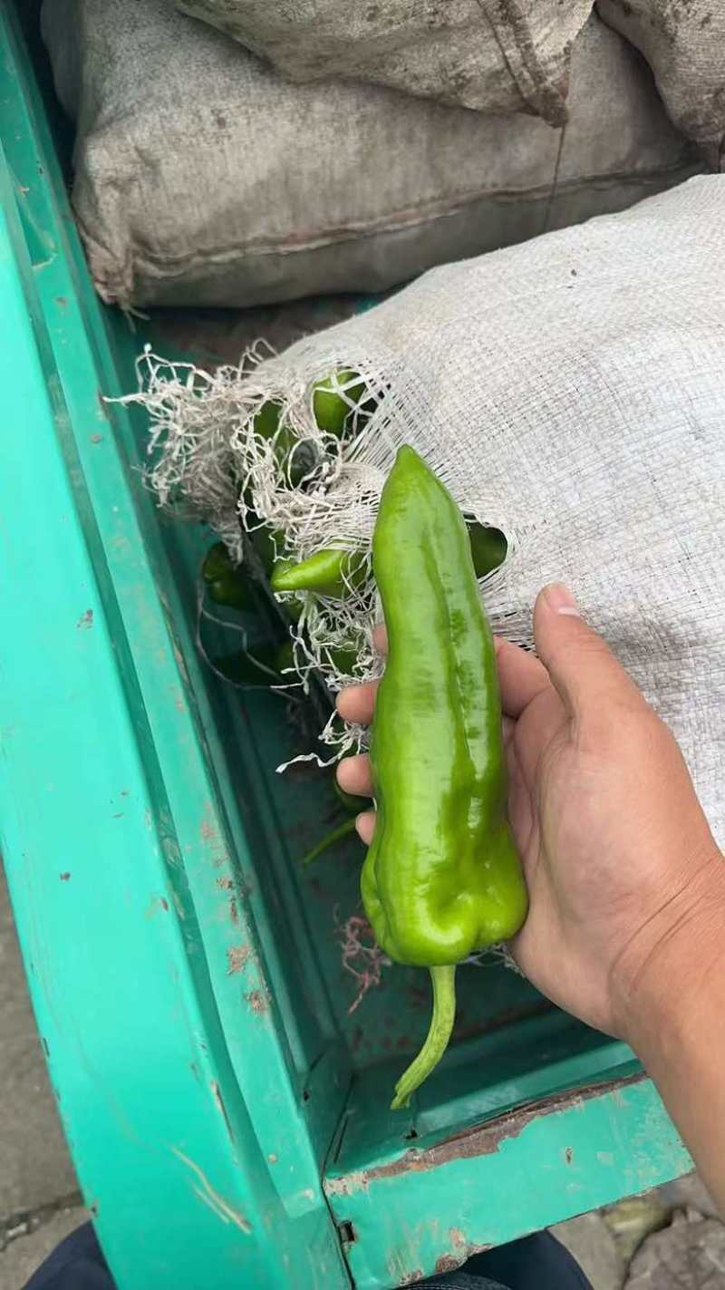 301辣椒