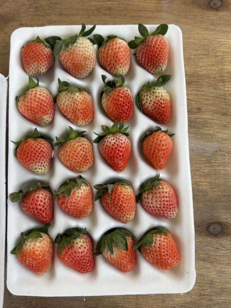 精品奶油草莓黔梅