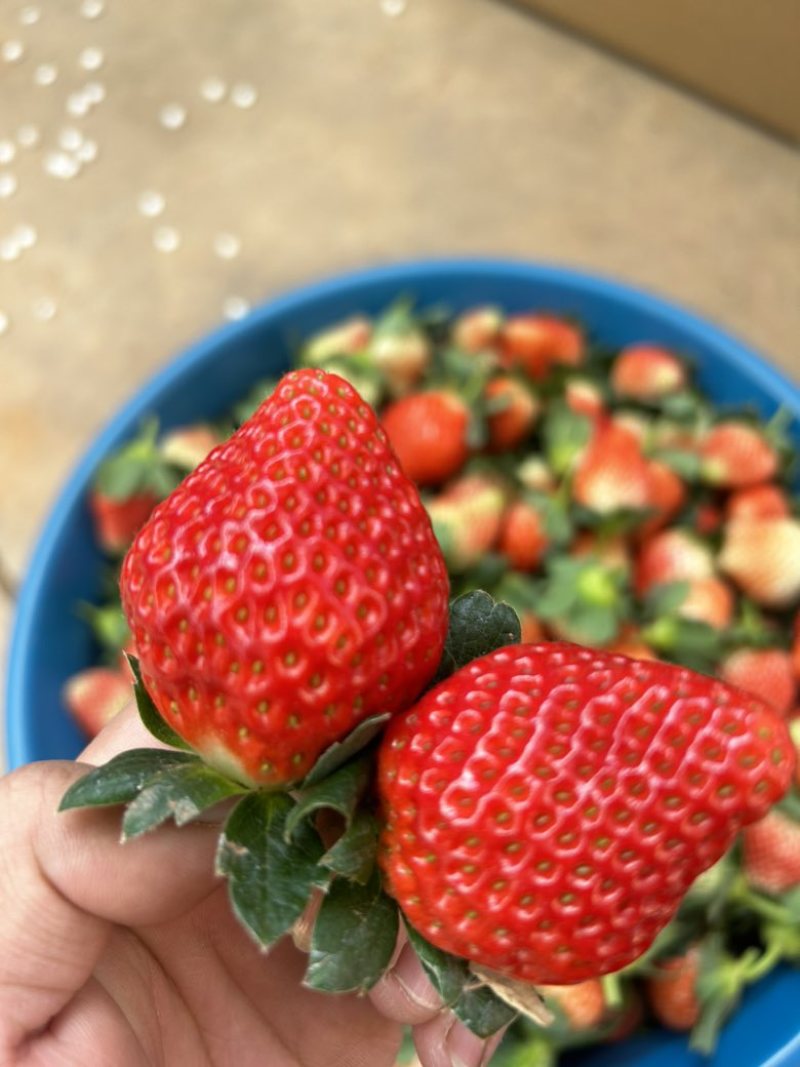 精品奶油草莓黔梅