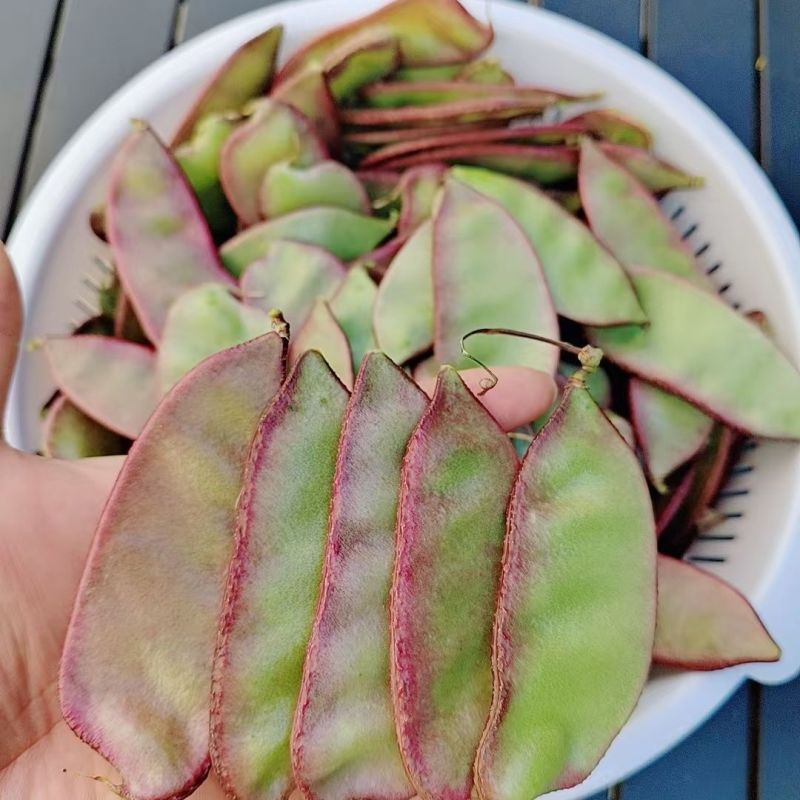 【新鲜上市】农家现摘扁豆新鲜红扁豆无筋豆芸豆峨眉豆时令油扁豆