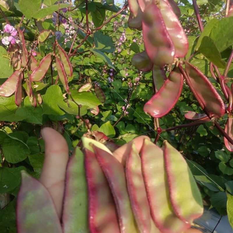 【新鲜上市】农家现摘扁豆新鲜红扁豆无筋豆芸豆峨眉豆时令油扁豆