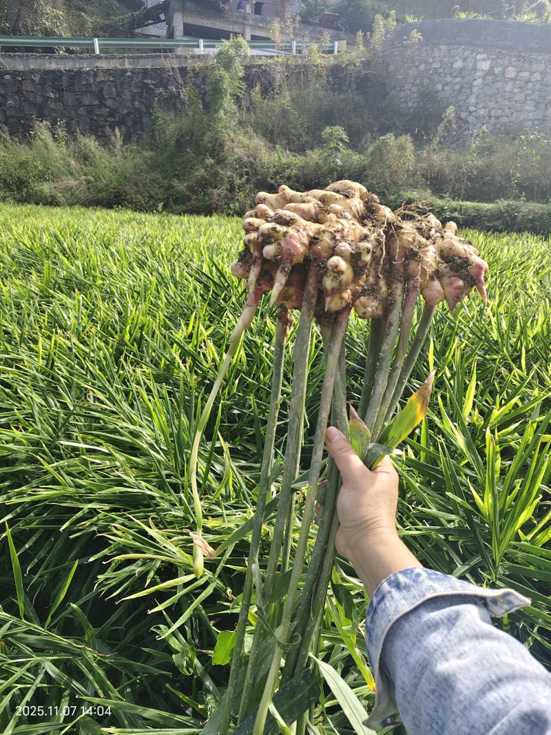 贵州原产地生姜