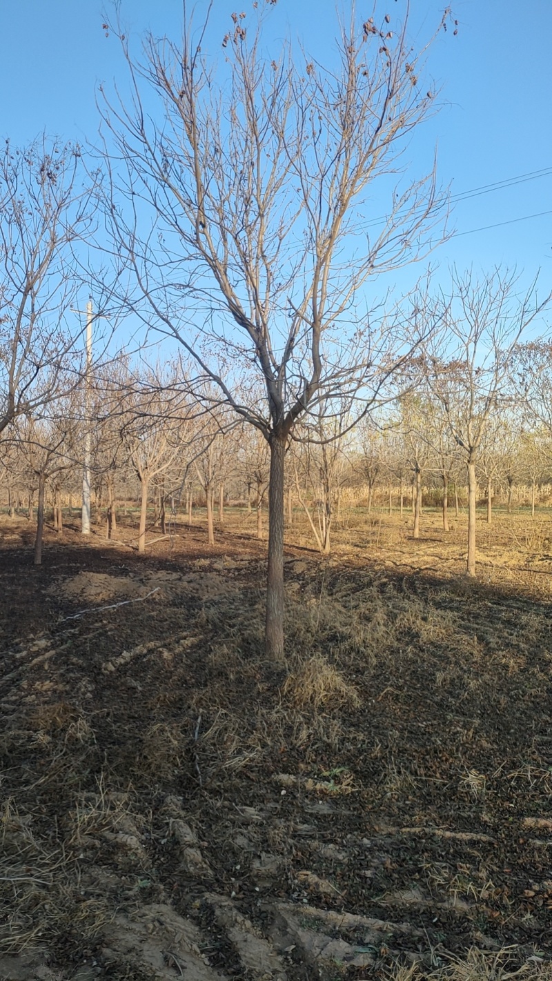 北栾12CM