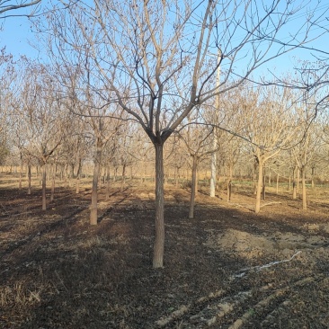 北栾12CM