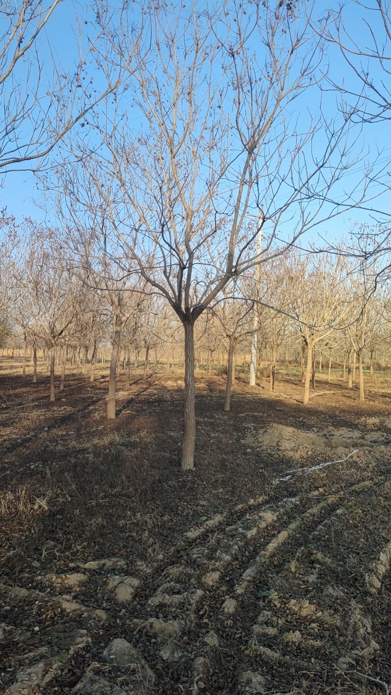 北栾12CM