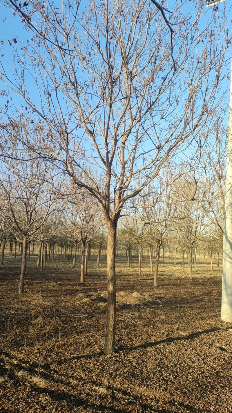 北栾12CM