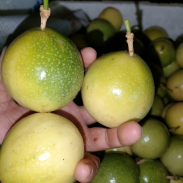 百香果，统果，次果，电商果，市场果，工厂果