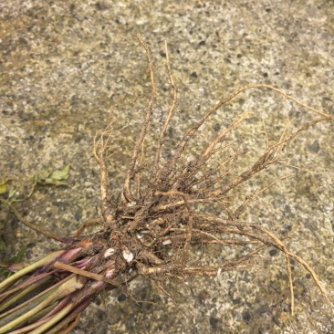 药当归鲜货