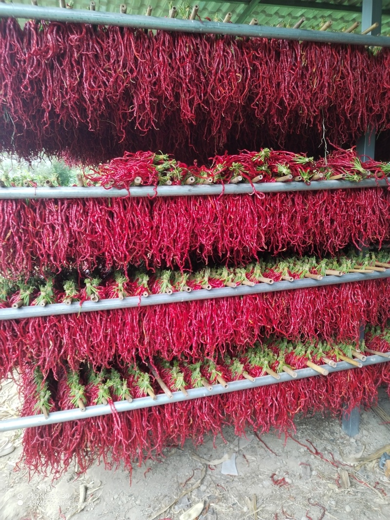 贵州皱椒