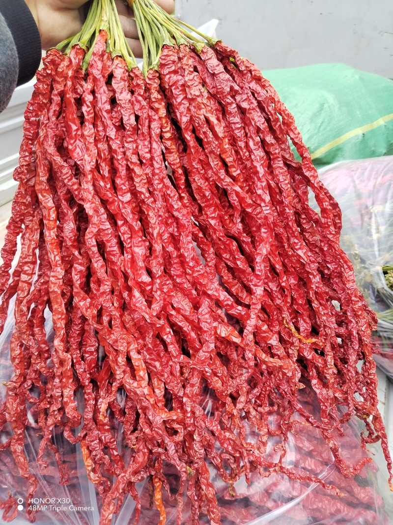 贵州皱椒