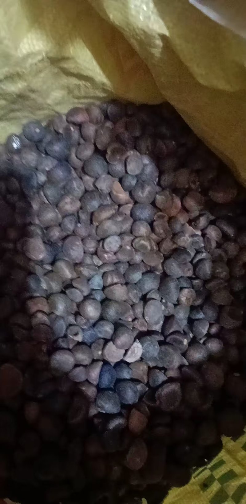 小果粒油茶籽
