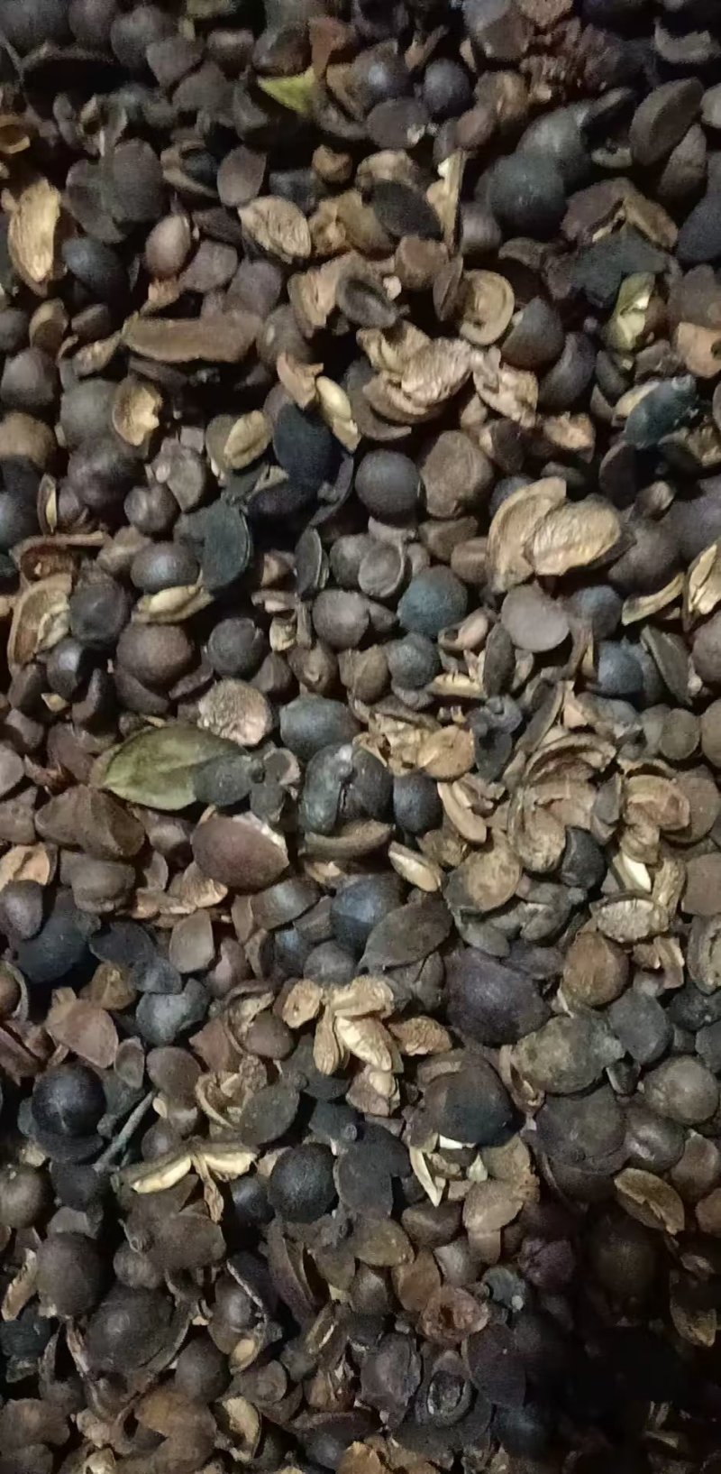 小果粒油茶籽
