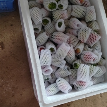 云南会泽草莓自己种植个大皮厚欢迎采购