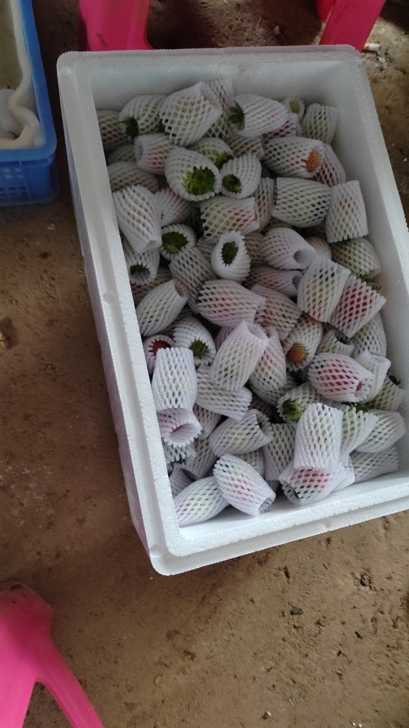 云南会泽草莓自己种植个大皮厚欢迎采购