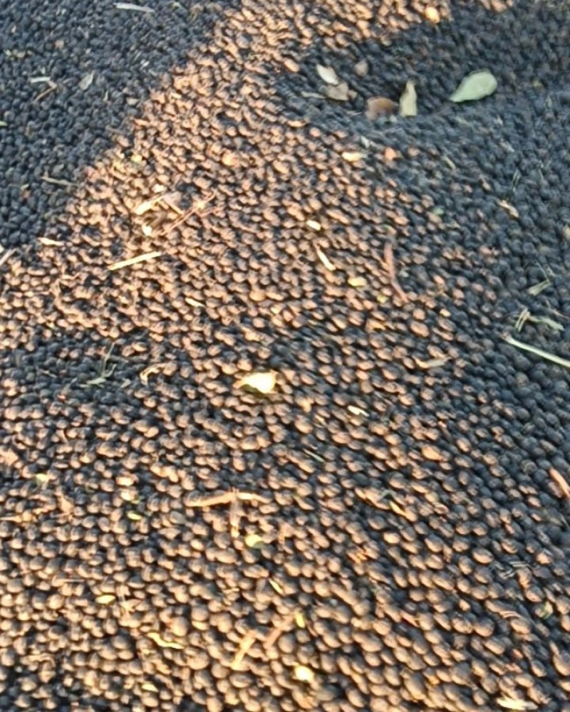 青仁乌黑豆
