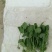 豌豆苗