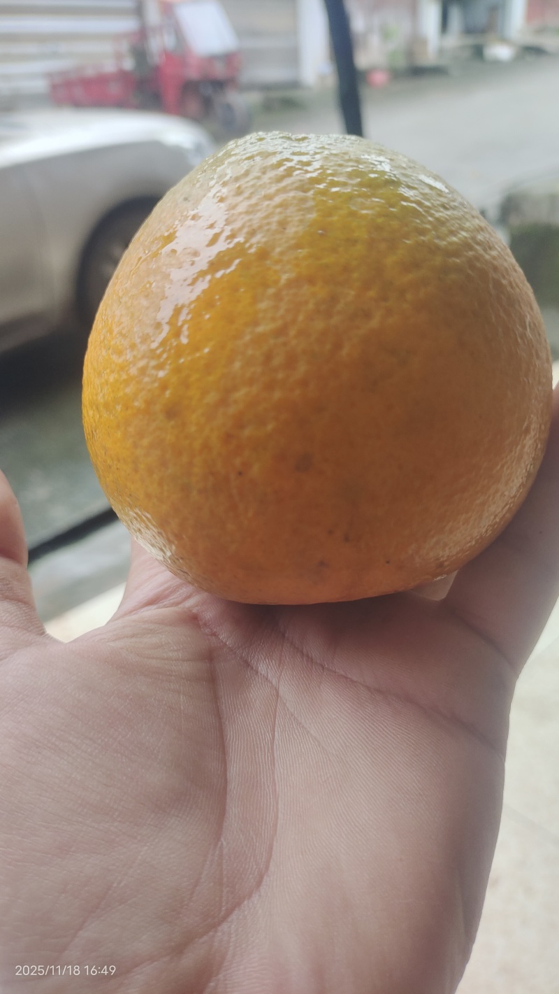 丰产2号：汁水充沛，通货