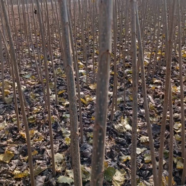 107杨树苗种植基地，大量上市，价格优惠，值得购买